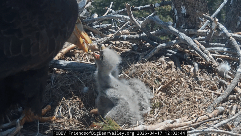 Big Bear Valley eaglets big bites