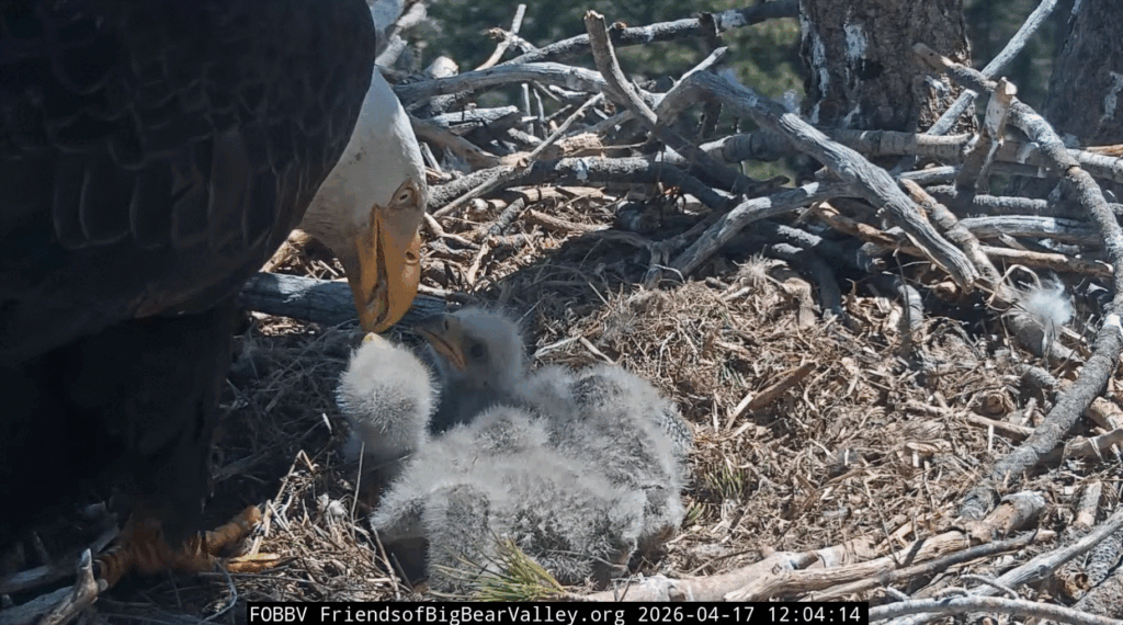 Big Bear Valley eaglets big bites
