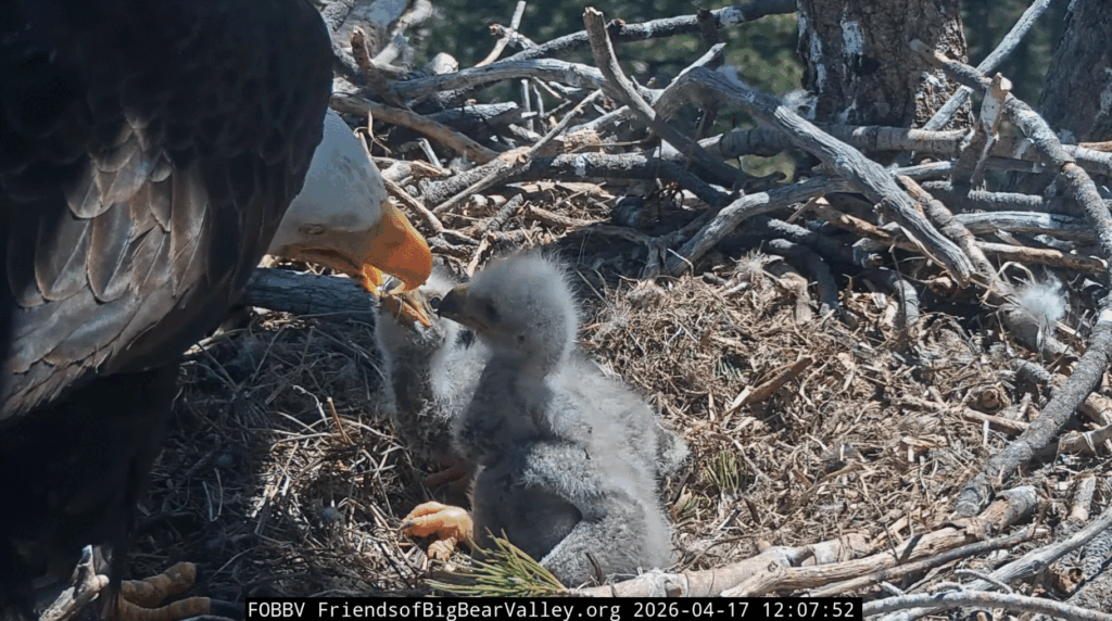 Big Bear Valley eaglets big belly and crop
