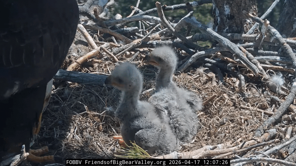 Big Bear Valley eaglets big bites