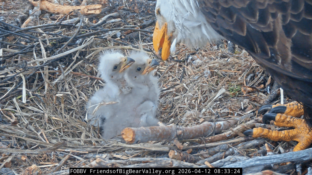 FOBBV eaglets at 2 weeks old