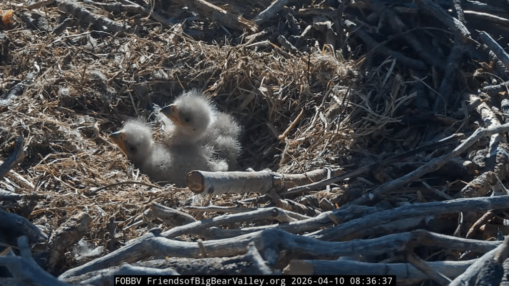 FOBBV good morning eaglets