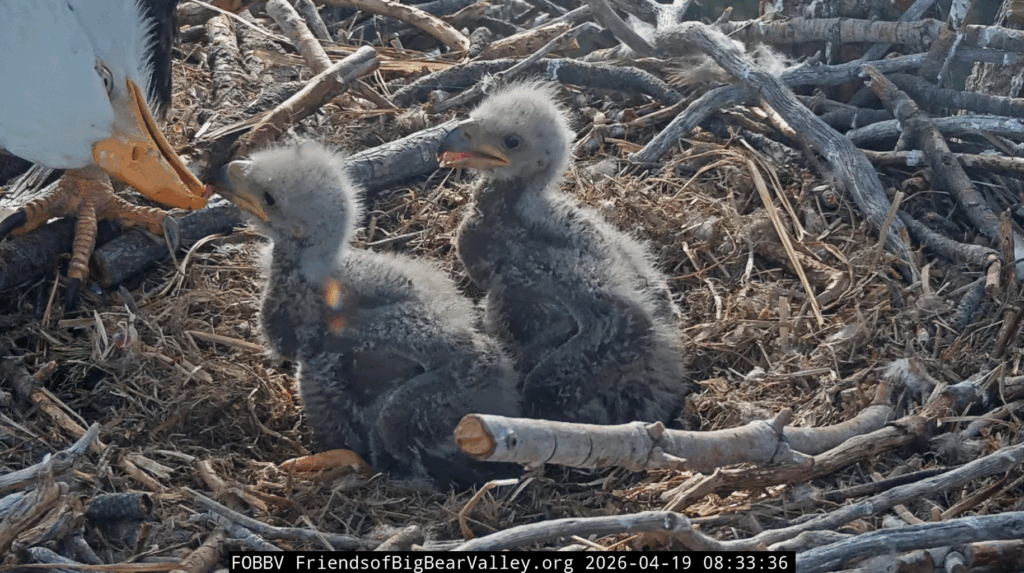 Big Bear Valley eaglets growing fast