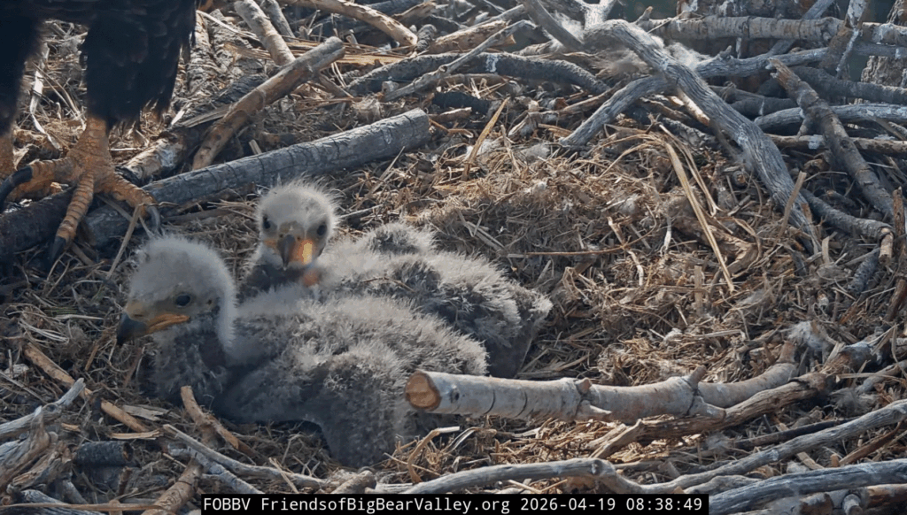 FOBBV eaglets growing fast