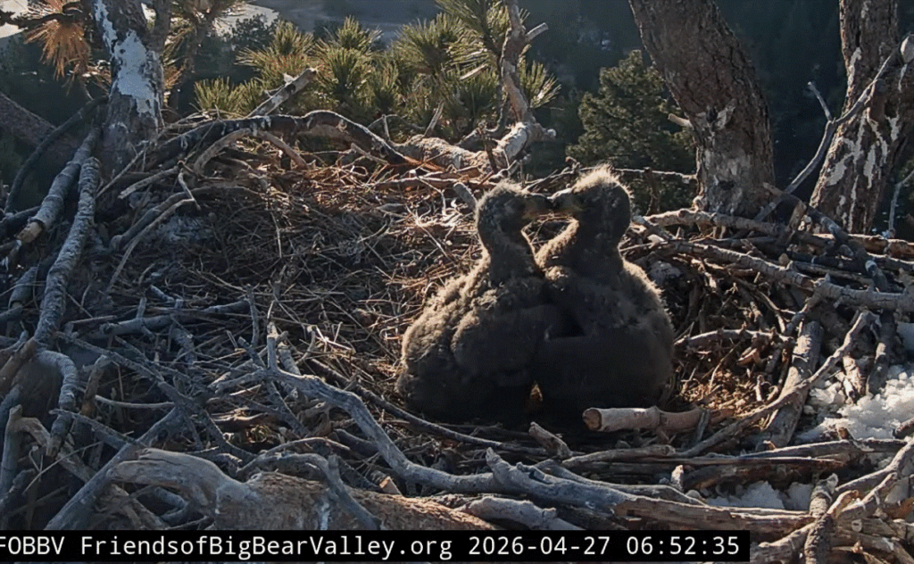Big Bear Valley eaglets making heart