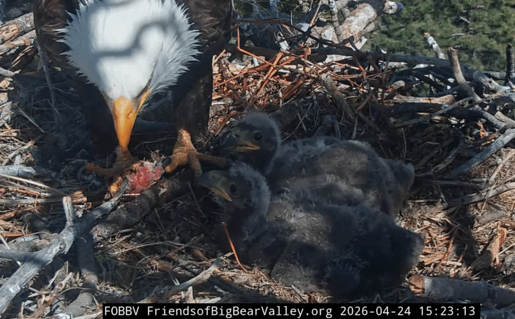 Big Bear Valley Shadow feeding eaglets