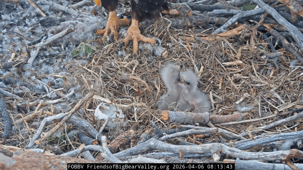 FOBBV cute eaglets