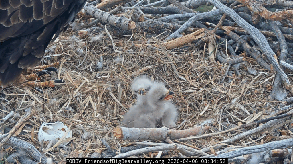 FOBBV cute eaglet photos