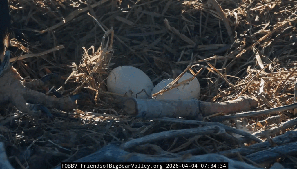 FOBBV eaglet breaking out of the egg