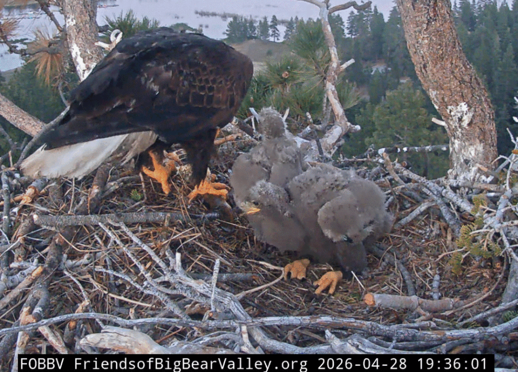 FOBBV eaglets big crops