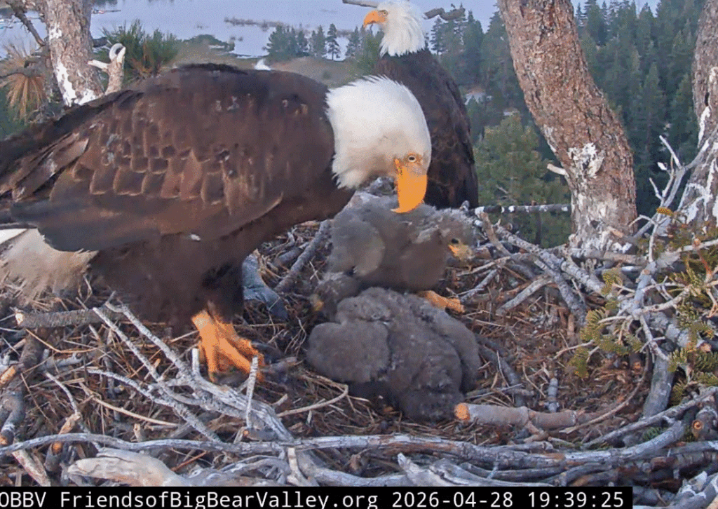 Big Bear Valley eaglets big crops