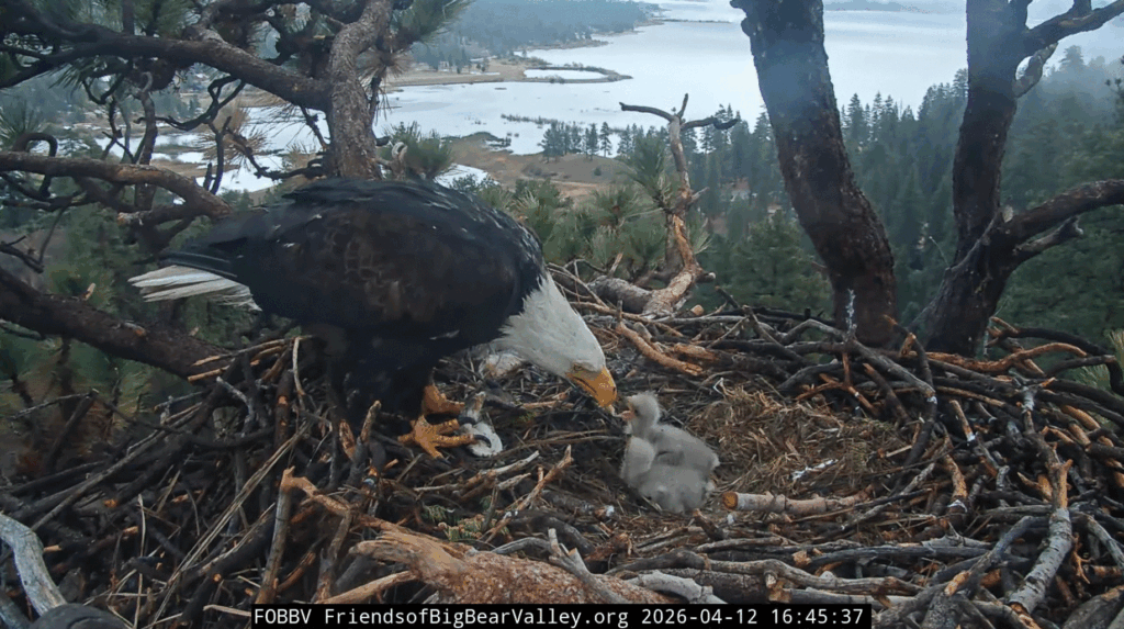 Big Bear Valley eaglets feeding
