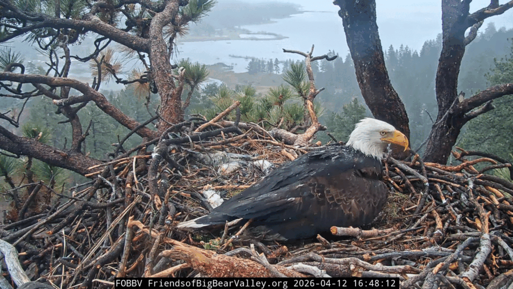 FOBBV Jackie brooding