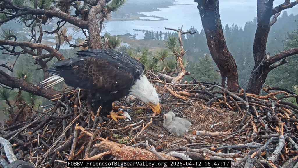 Big Bear Valley eagles feeding in rain
