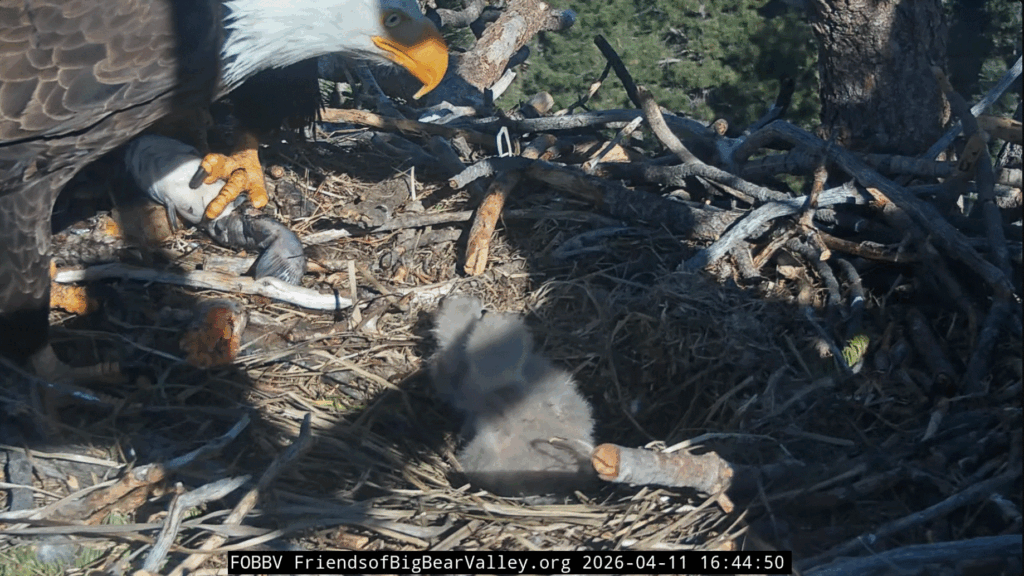 FOBBV Jackie delivers fish