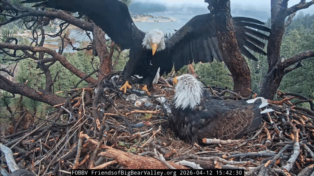 Big Bear Valley Jackie delivers a fish in rain