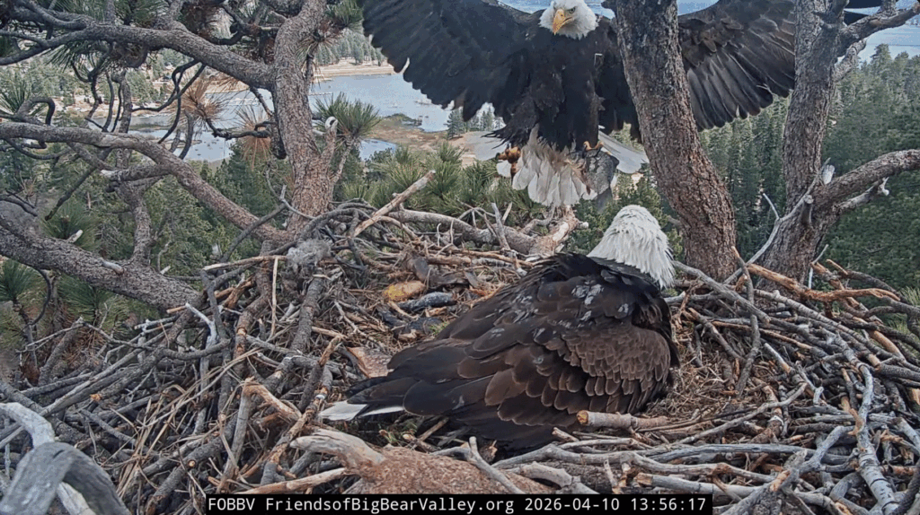 FOBBV Queen Jackie brings home trophy size fish