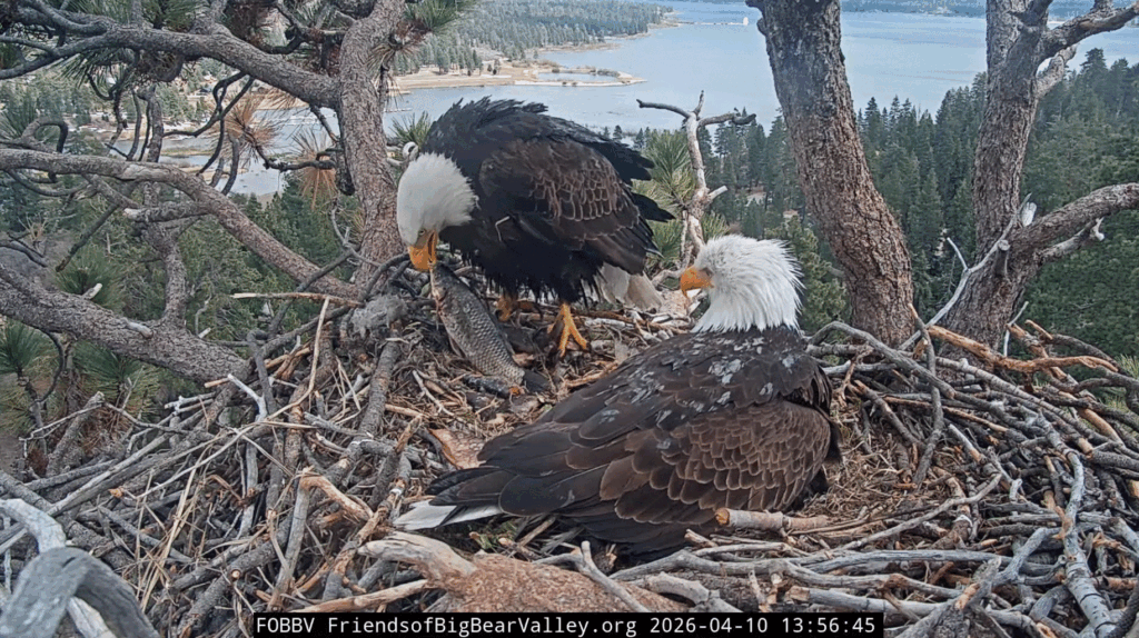 FOBBV Jackie huge fish