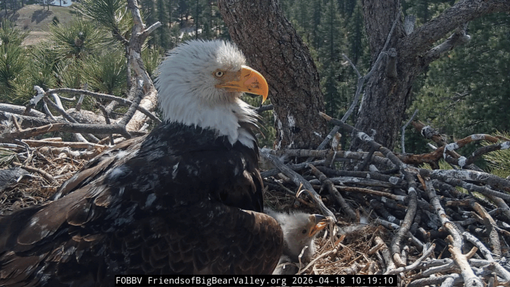 Big Bear Valley Jackie and her cute eaglets