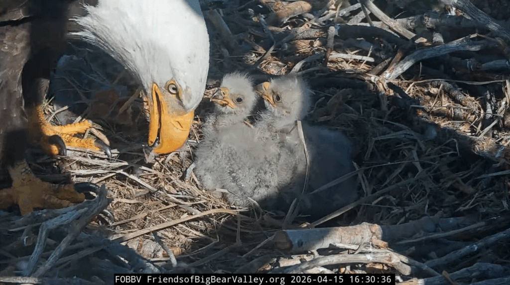 Big Bear Valley Jackie with eaglets naming contest