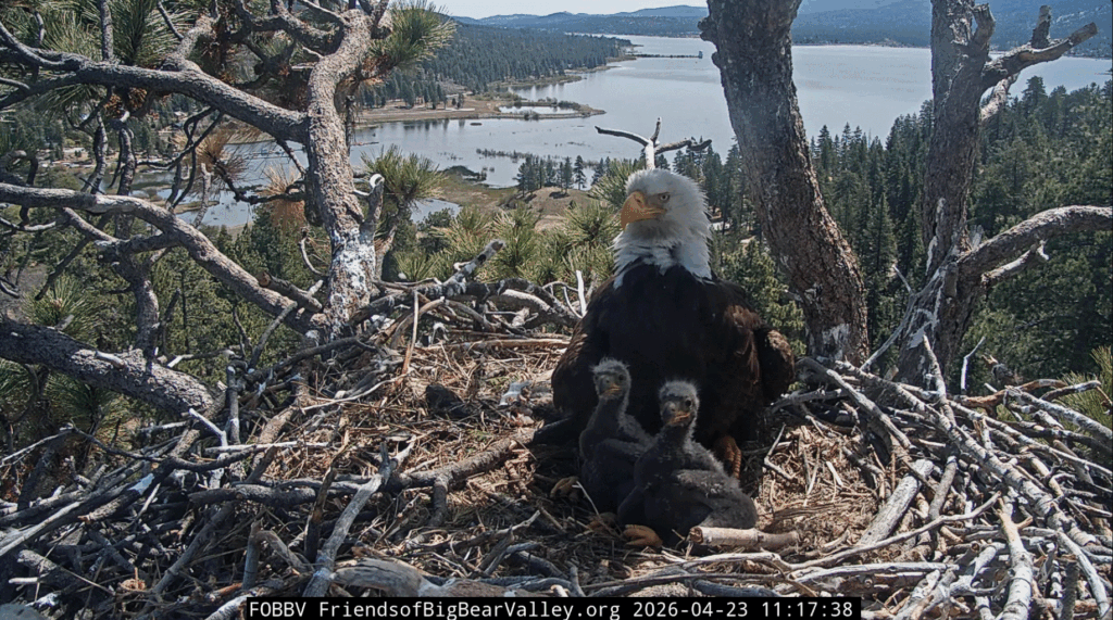 FOBBV Queen Jackie with her eaglets