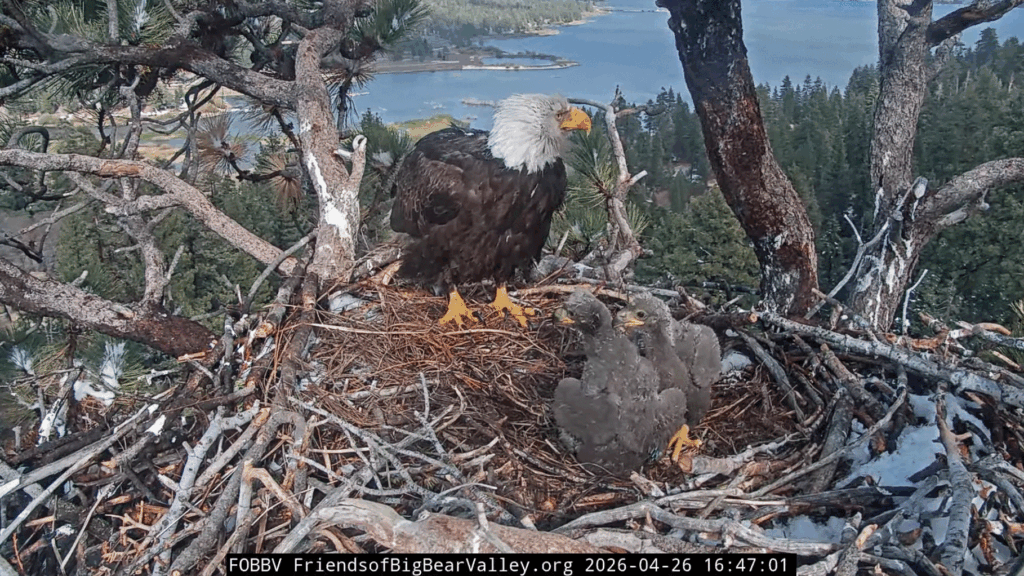 Big Bear Valley Jackie and eaglets snow clearing up