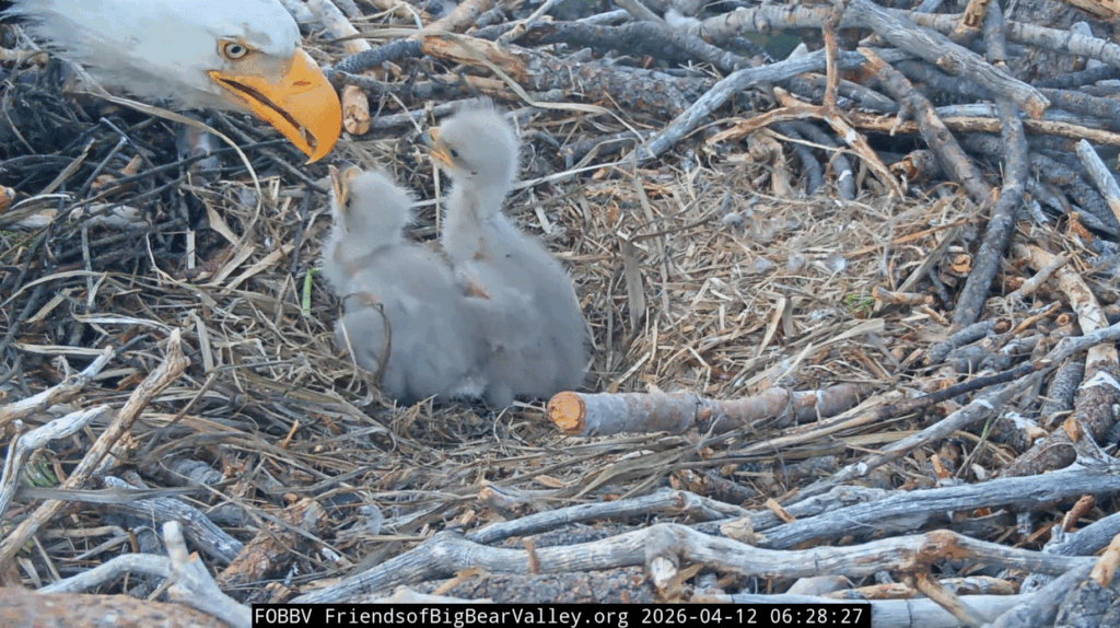 FOBBV eaglet Sunday breakfast