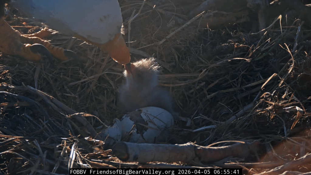 FOBBV Jackie feeding eaglet