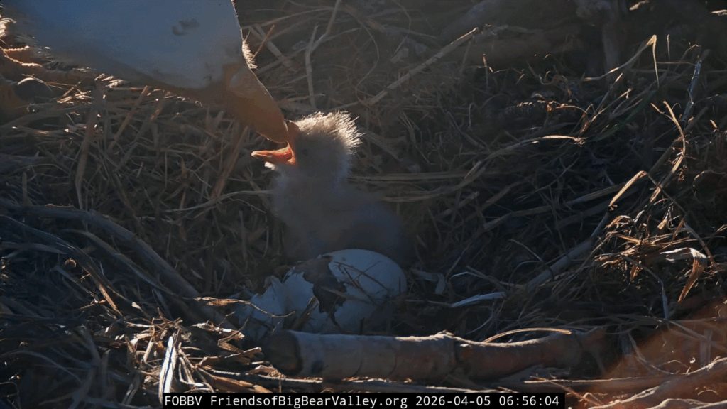 FOBBV eaglet hatched and feeding