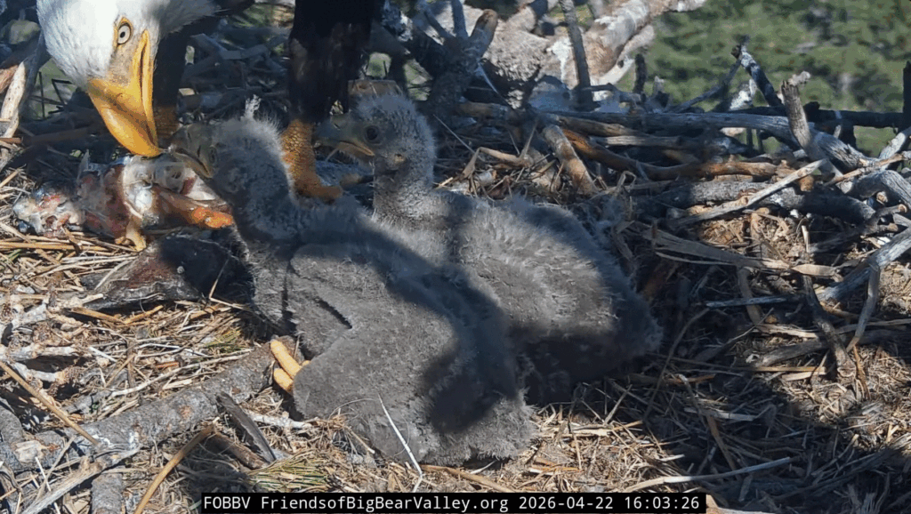 FOBBV Jackie feeds eaglets