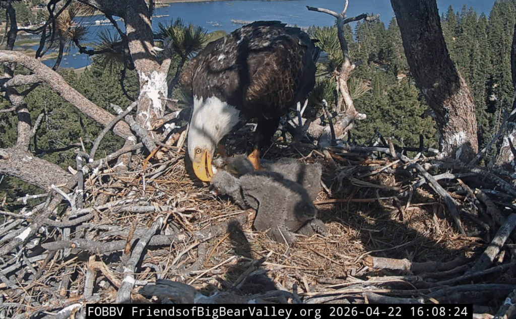 FOBBV eaglet 2 picked up meat from the nest