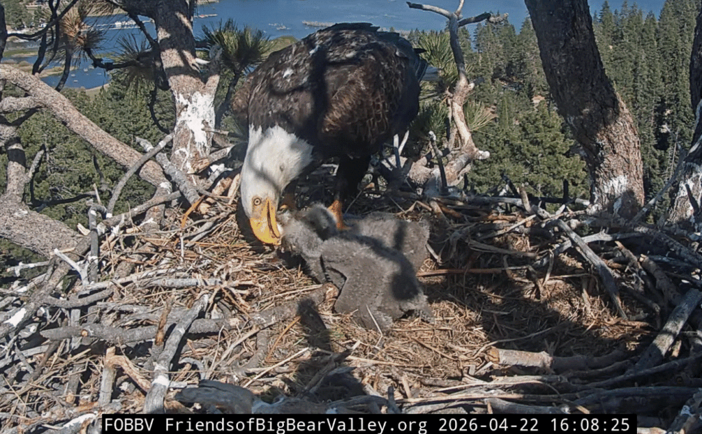 FOBBV eaglet 2 picked up meat from the nest