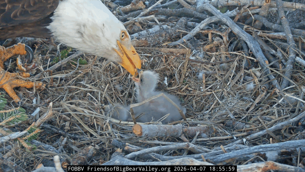 FOBBV Jackie feeds both eaglets