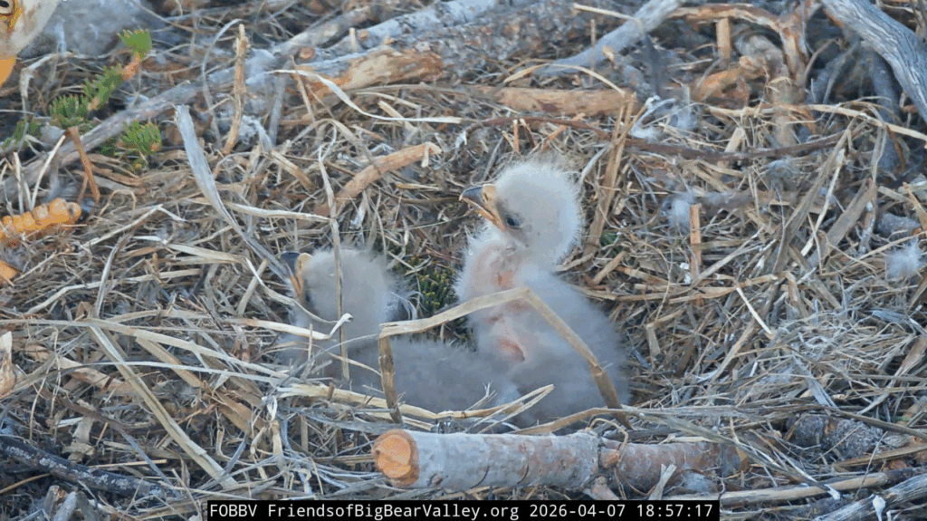 FOBBV Jackie feeds both eaglets