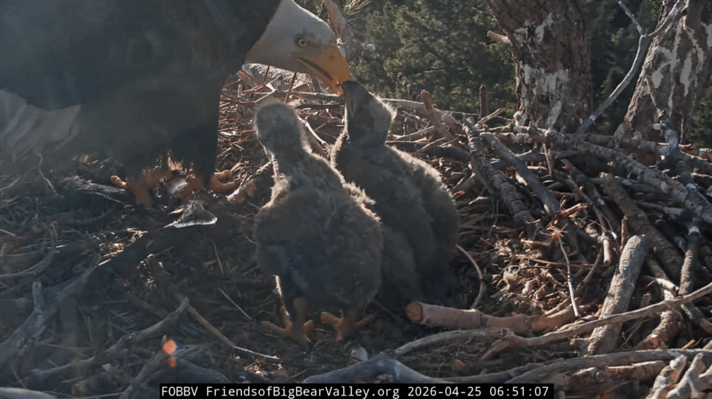FOBBV Jackie feeds eaglets