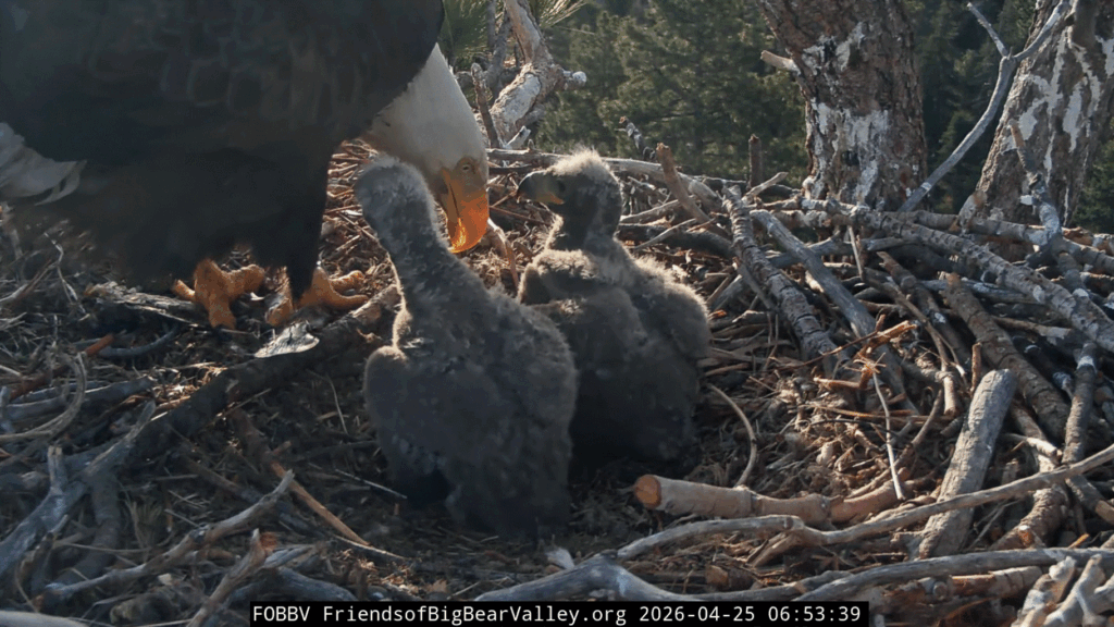 FOBBV Jackie feeds eaglets