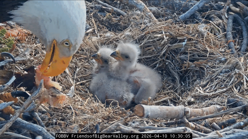 FOBBV Queen Jackie feeding eaglets