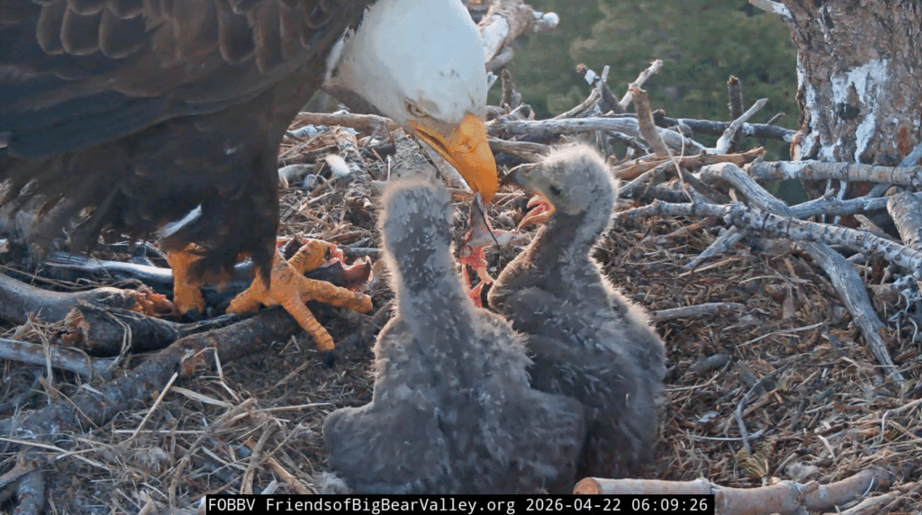Big Bear Valley Jackie feeds eaglets
