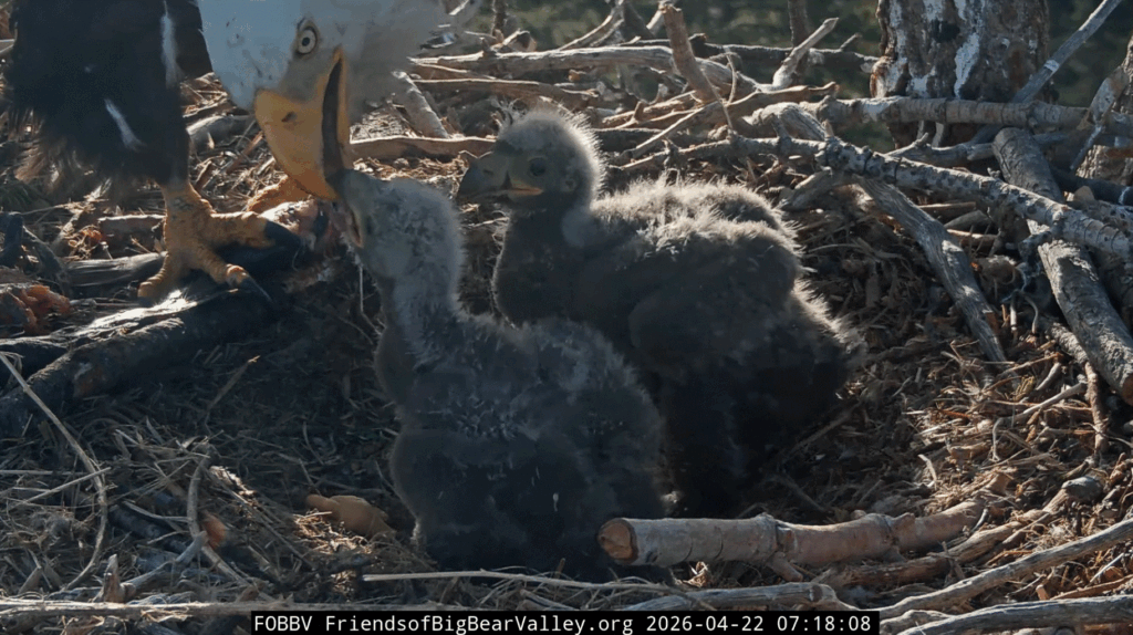 Big Bear Valley Jackie feeds eaglets