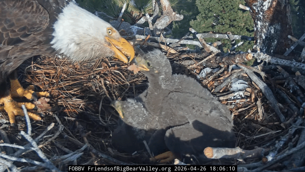 FOBBV Jackie feeds eaglets
