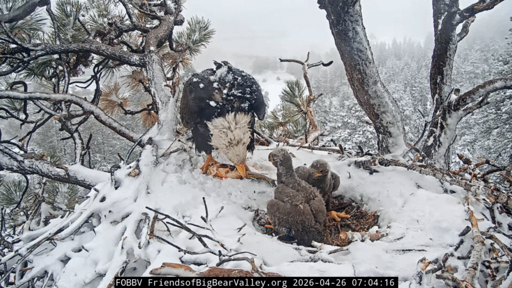FOBBV Jackie feeds eaglets in snow