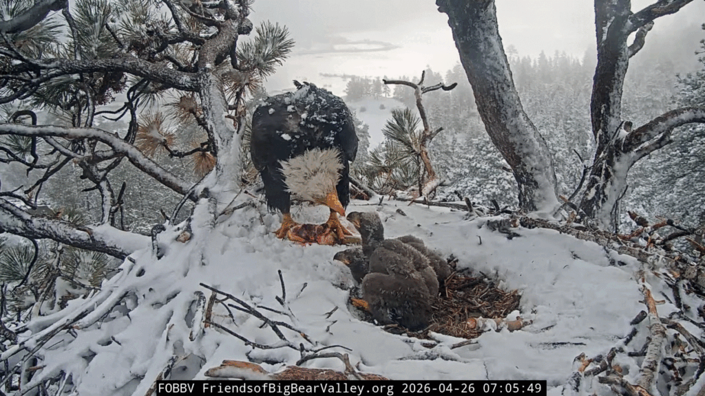 Big Bear Valley Jackie feeds eaglets