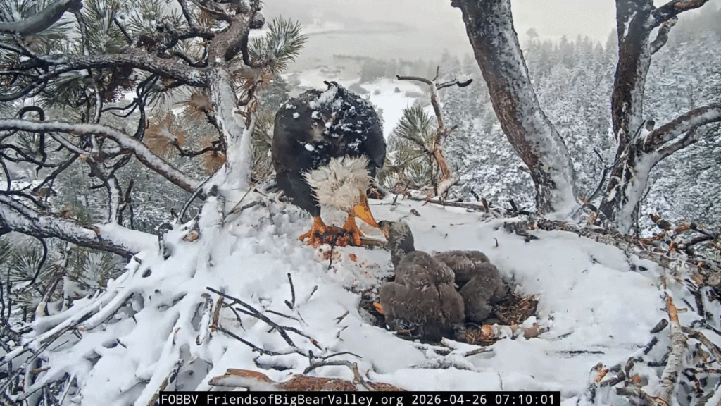 FOBBV eaglets stuffed full
