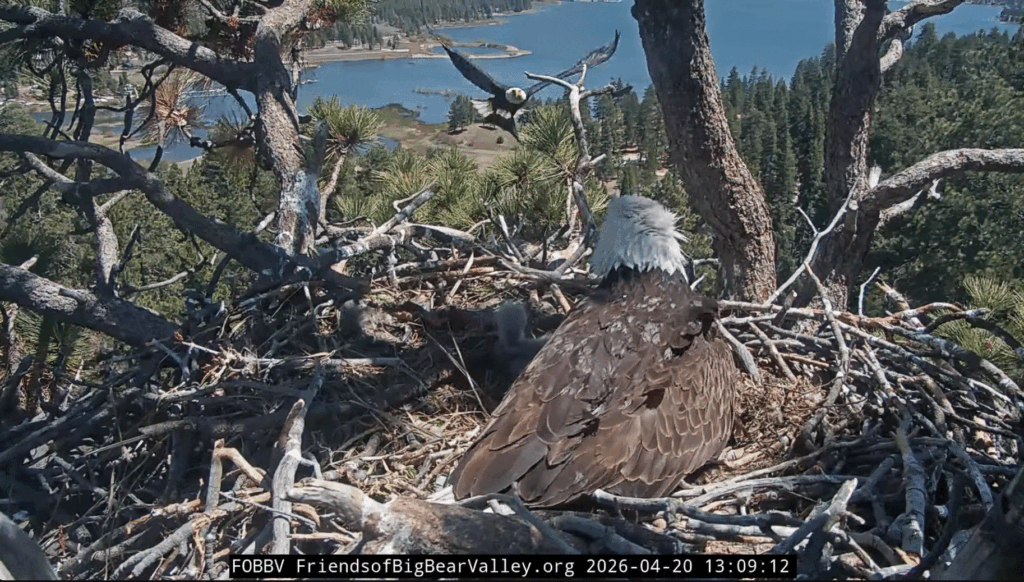 Big Bear Valley Jackie flies in with fish