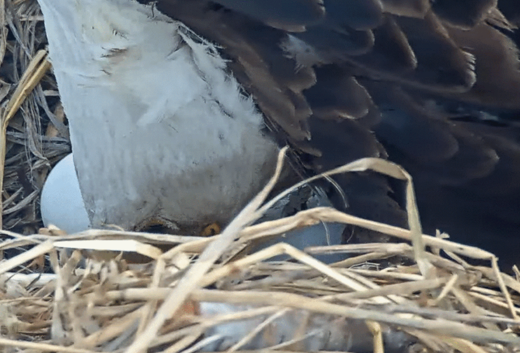 FOBBV Jackie egg pip