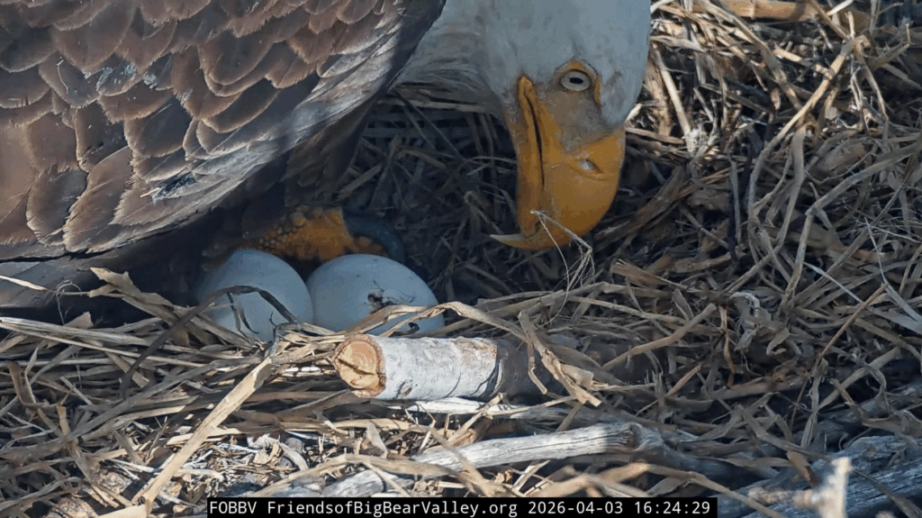 FOBBV Jackie checking out the eaglet