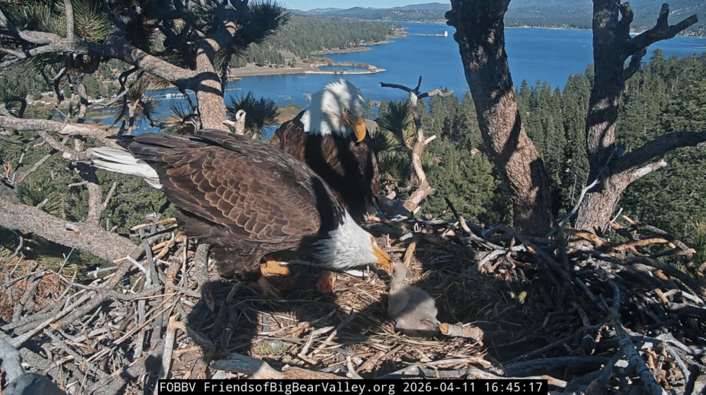FOBBV Shadow feeds eaglets