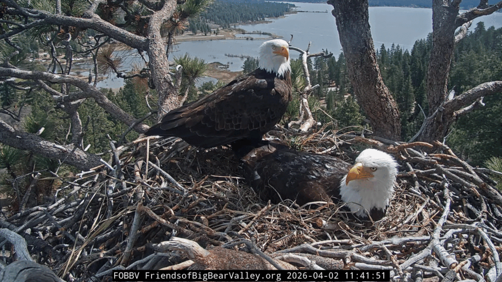 FOBBV Jackie and Shadow nesting together