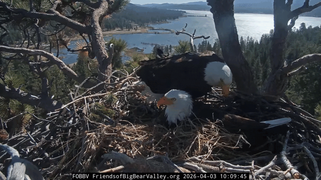 FOBBV Jackie and Shadow pip