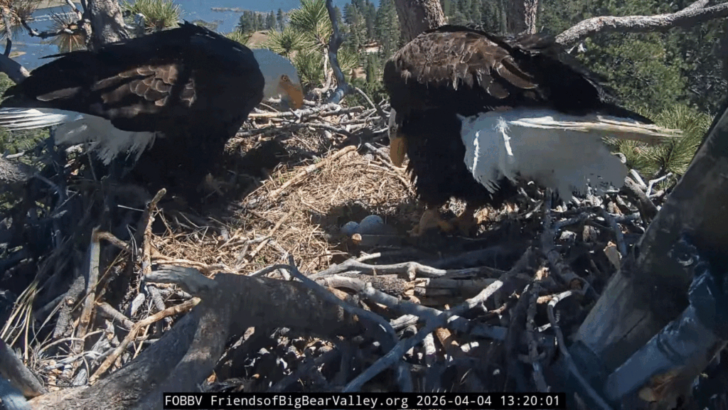 FOBBV Jackie and Shadow watches the eggs